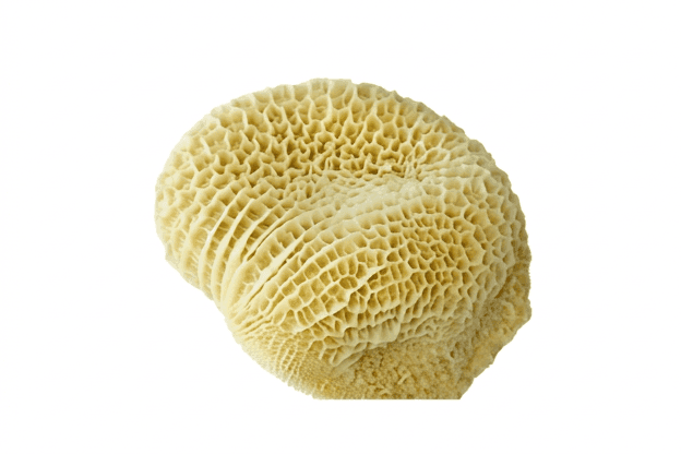 Honeycomb Tripe