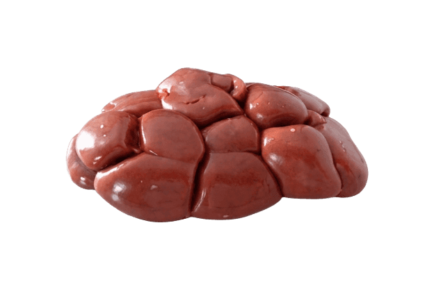 Kidney