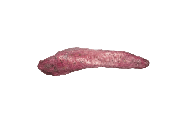 Spleen