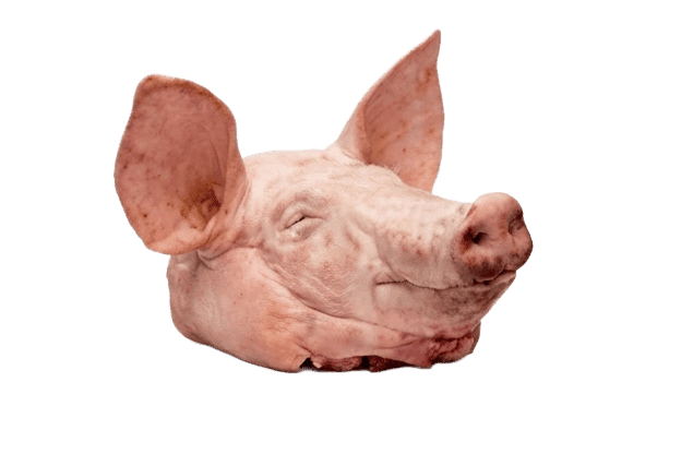 Head