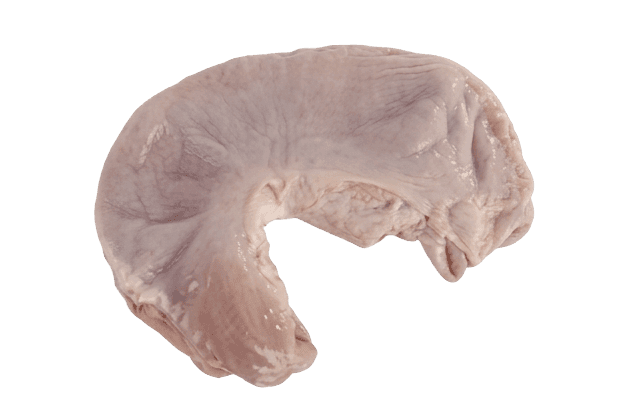 Stomach