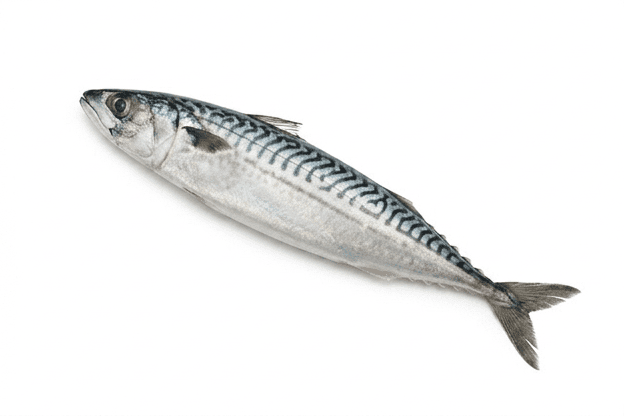 Mackerel