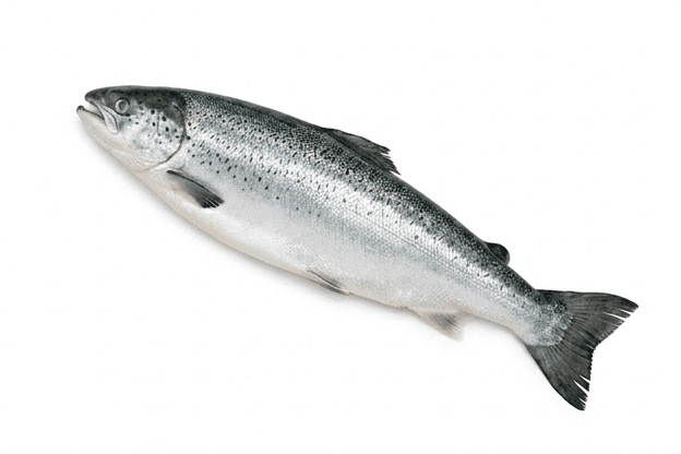 Salmon