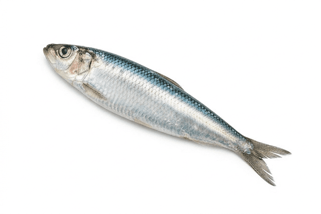 Sardine
